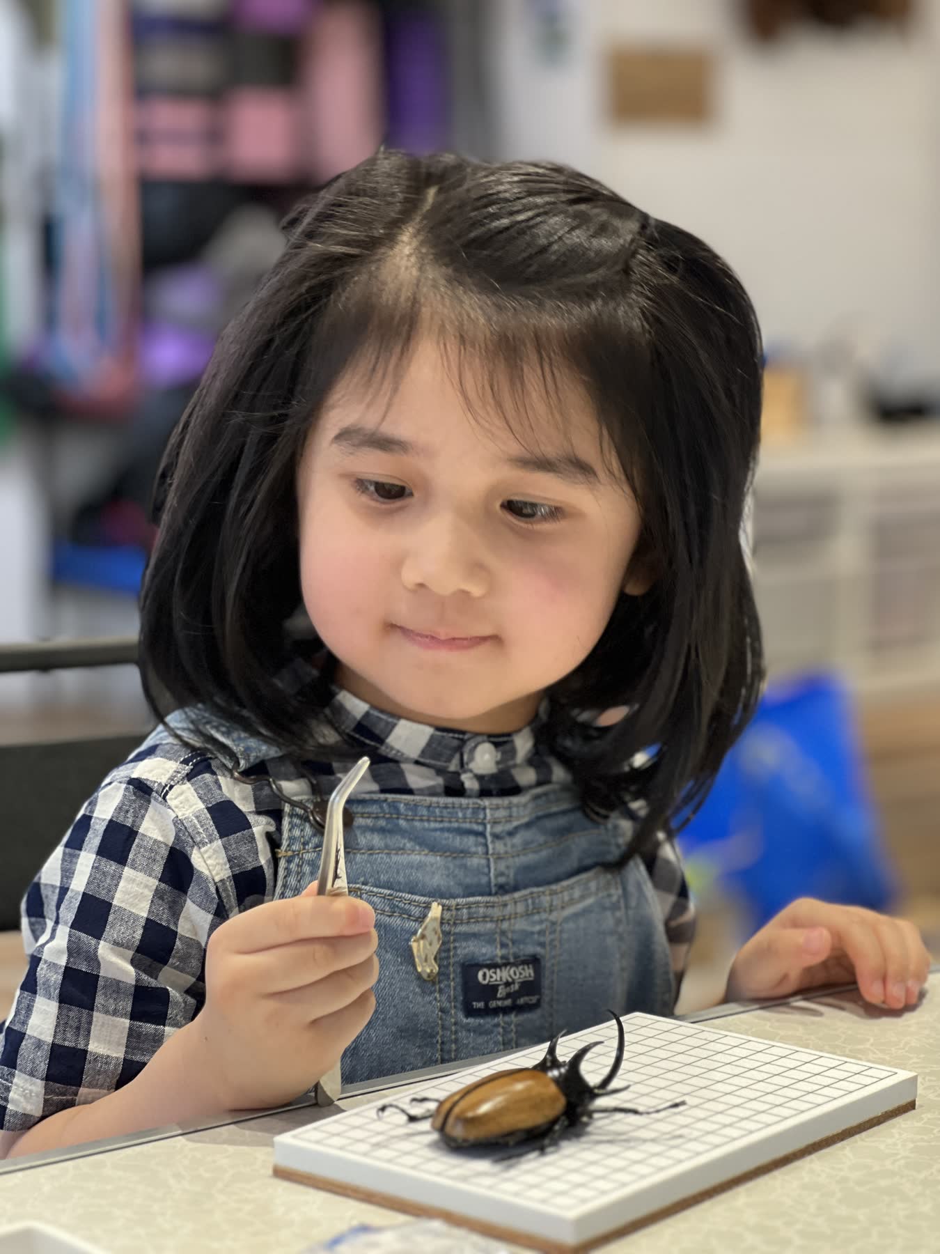 春日甲蟲觀察小隊