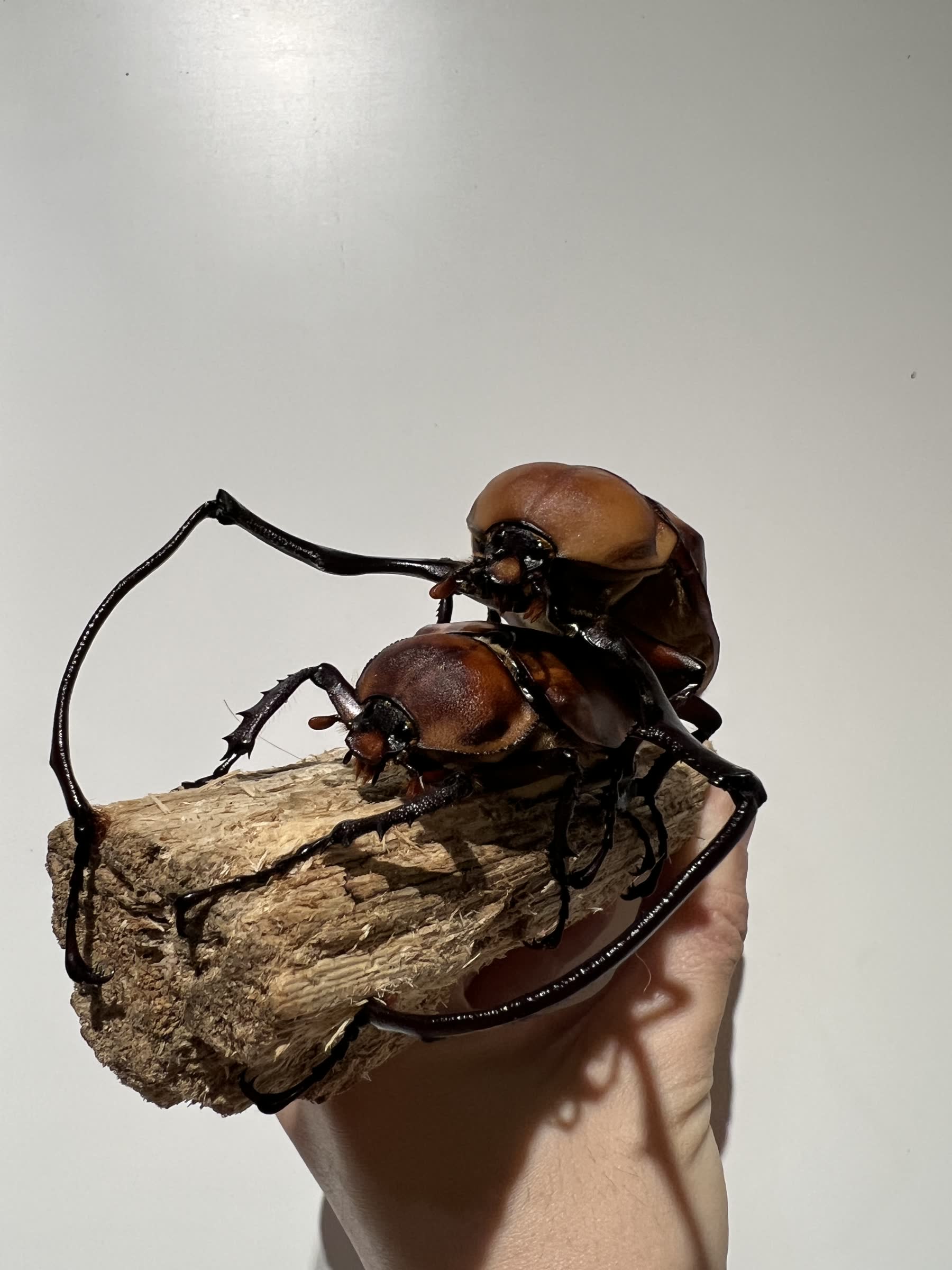 養蟲吧甲蟲主視覺