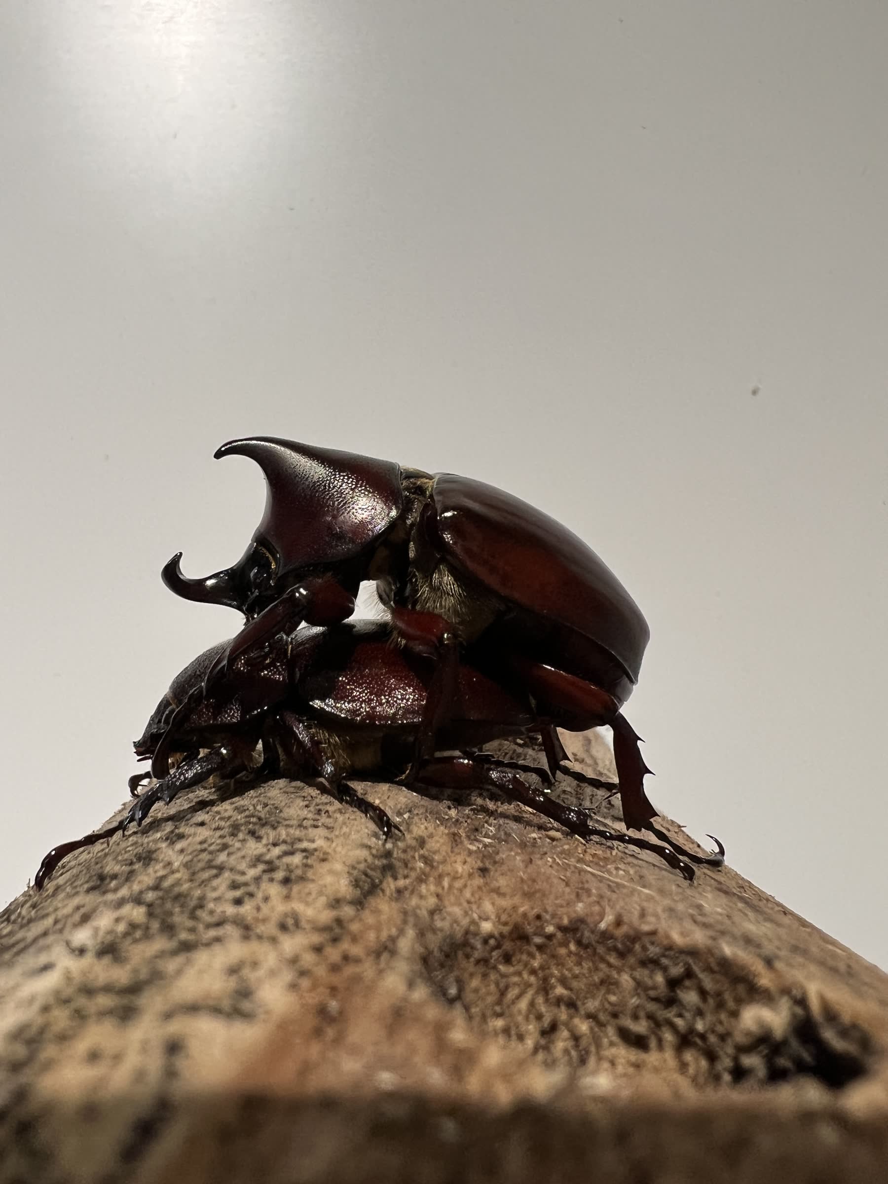 森林貼紙探索包