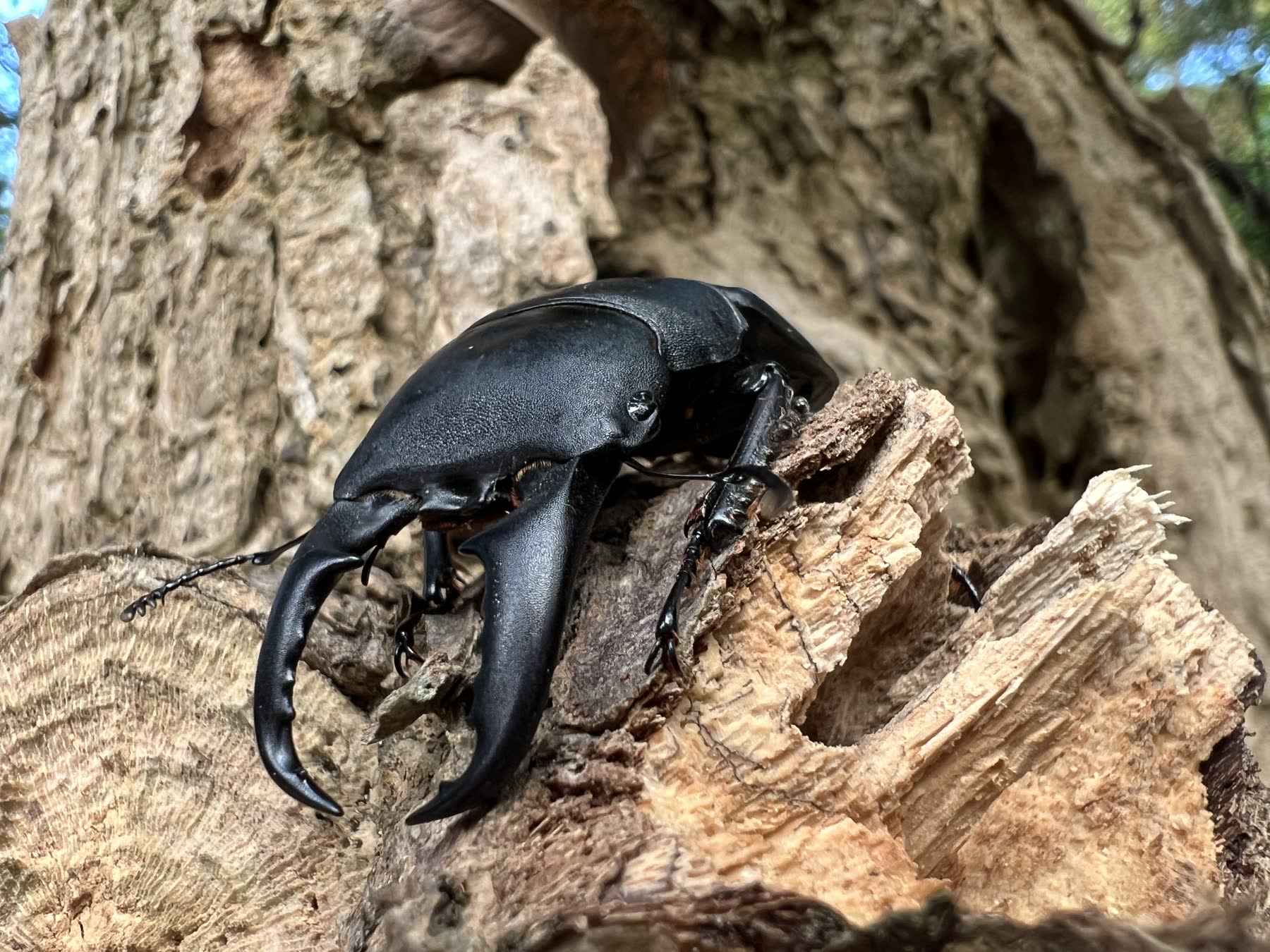 甲蟲觀察入門盒