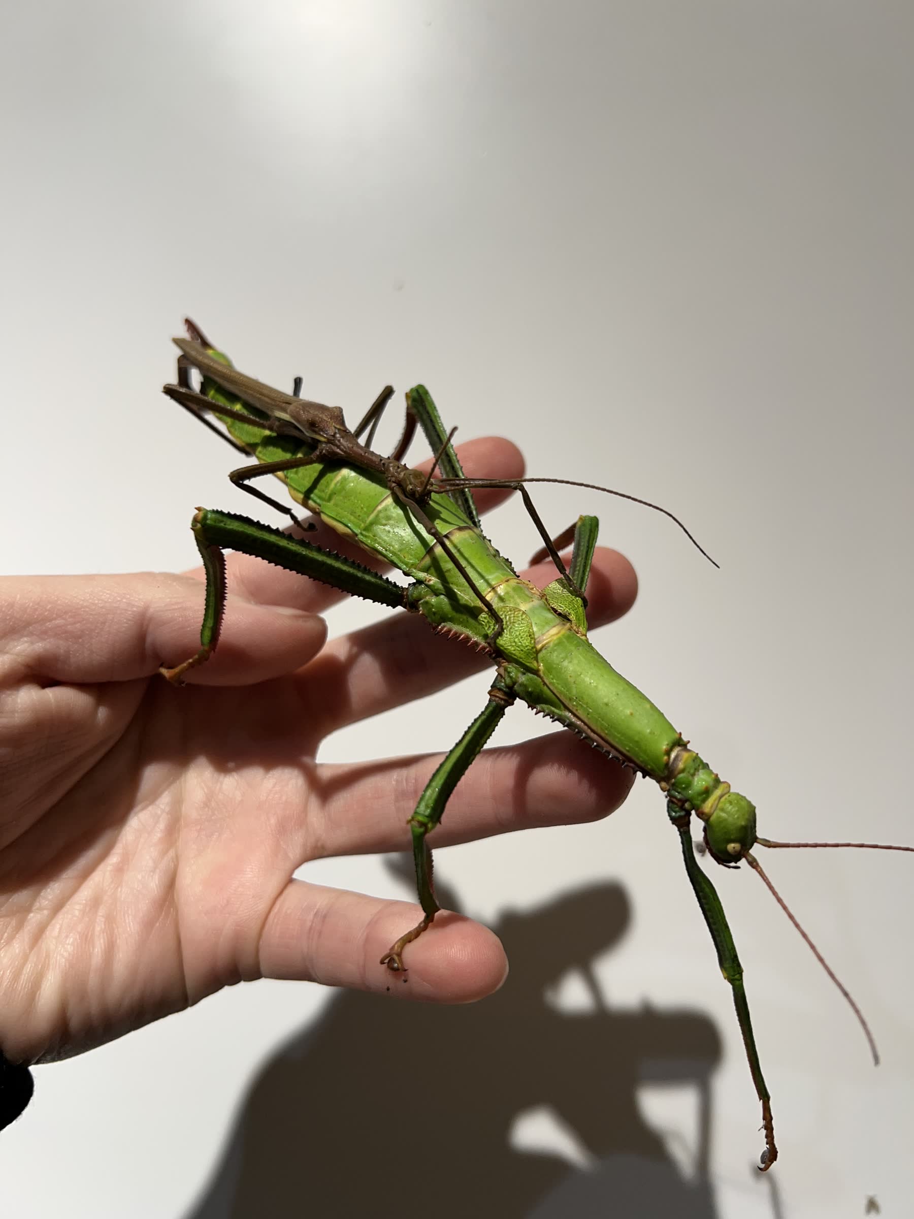 夜間昆蟲探險故事課 補充說明圖片