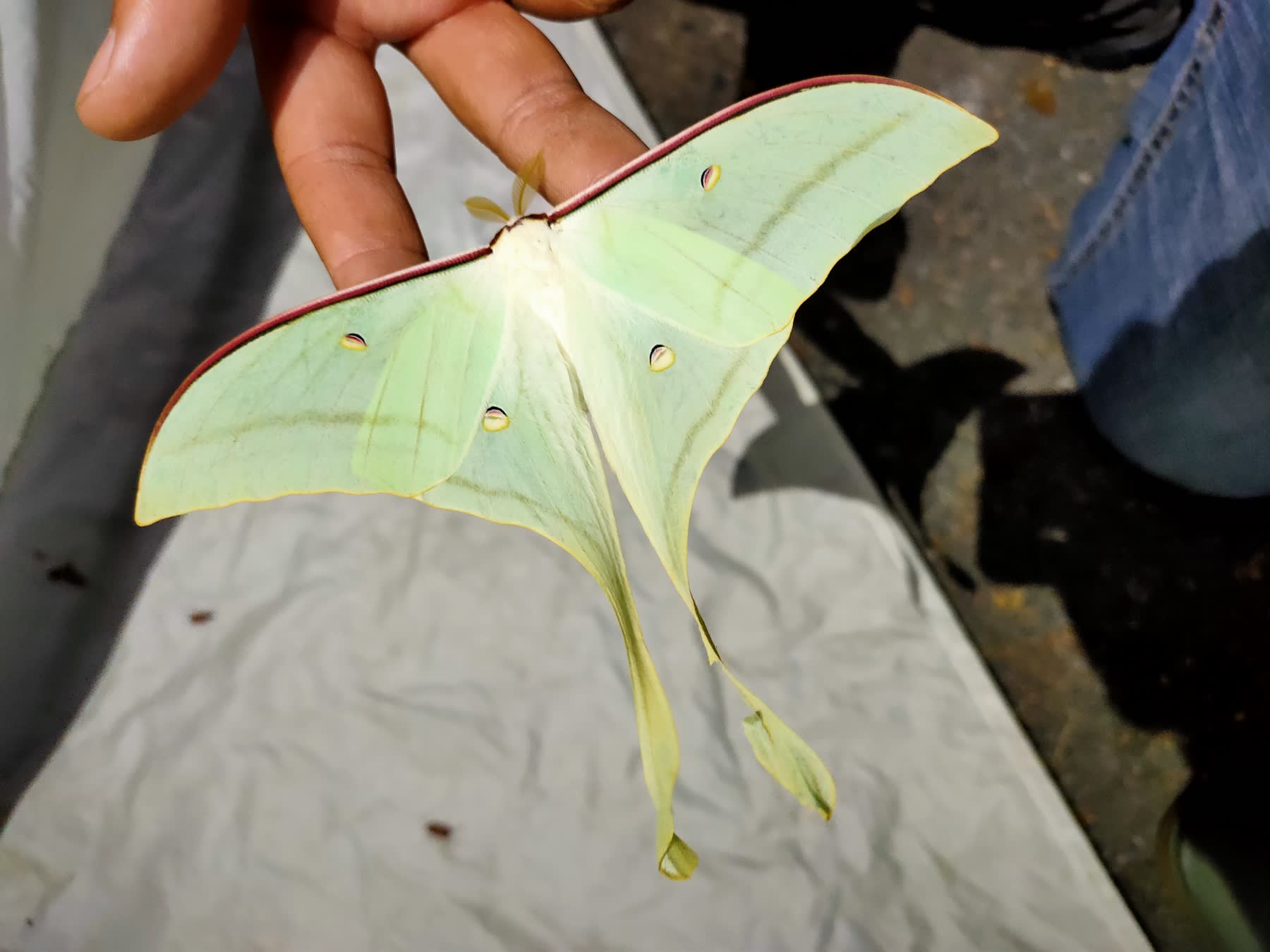 夜間昆蟲探險故事課