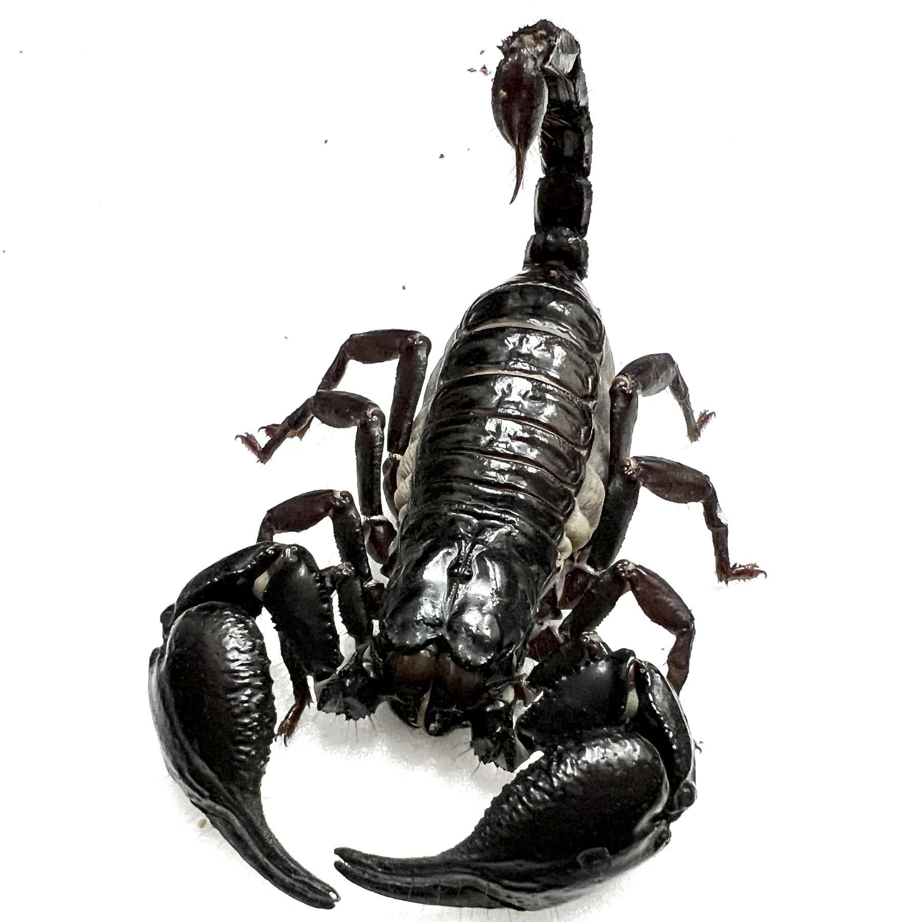 自然素材感官遊戲盤 補充說明圖片